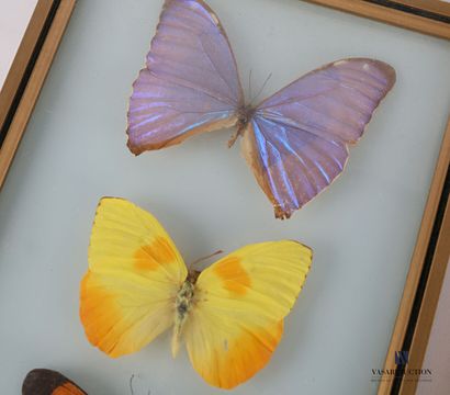 null Set of three rectangular frames each containing three butterflies.

19,5 x 14,5...