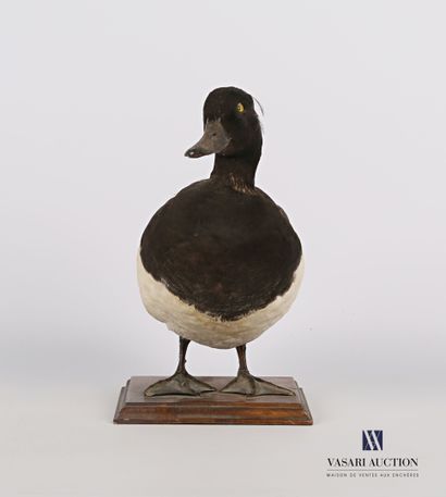 null 
Tufted duck (Arthyia fuligula, pre-regulation) on a wooden base.




(slight...
