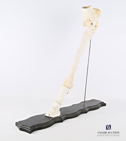 null Osteological mounting of a horse limb (Equus caballus, not regulated)

Height...
