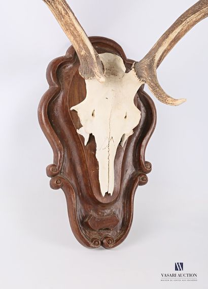 null Massacre of elaphe deer (Cervus elaphus, unregulated) with eight regular horns...