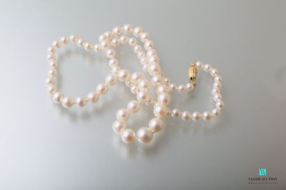 null Necklace of pearls of culture Akoya in fall of 4 mm to 7 mm, the clasp godronné...
