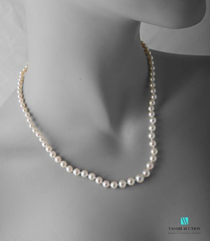 null Necklace of pearls of culture Akoya in fall of 4 mm to 7 mm, the clasp godronné...