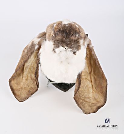 null Tête en cape de lapin de race bélier anglais (Oryctolagus cuniculus, non réglementé)...