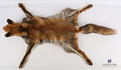 null Peau de renard (Vulpes vulpes, non réglementé) avec tête reconstituée

Long....