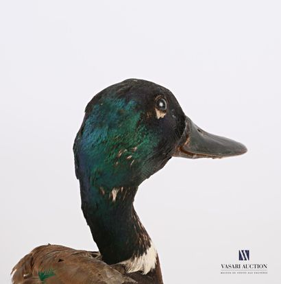 null Cape head of a green-necked duck (Anas platyrhynchos domesticus, not regulated)...