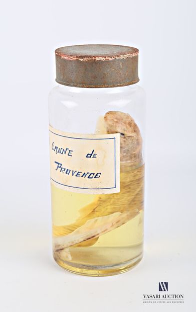 null Roussette (Scyliorhinus canicula, non réglementé) en conservation humide ( alcool...