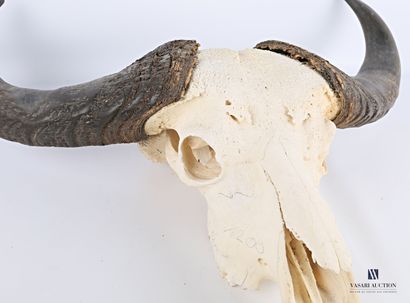 null Important crâne de buffle caffer, (Syncerus caffer caffer, non réglementé)

Haut....