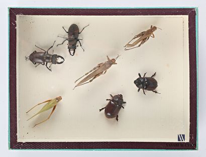 null Boite entomologique présentant une composition de sept insectes dont trois sauterelles.

Haut....