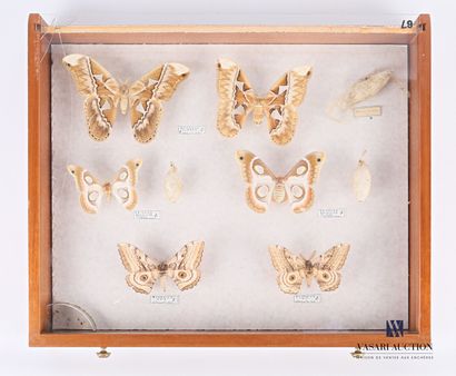 null Drawer containing three pairs of nocturnal lepidoters including Attacus aurota,...