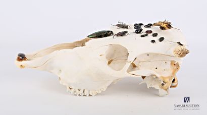 null Crâne de bovidé (Bos raurus, non réglementé) agrémenté d'insectes et d'un sphynx...