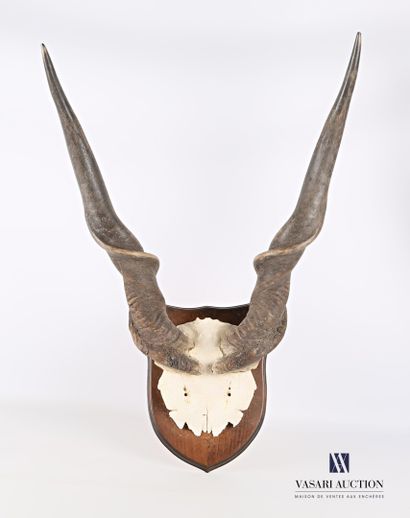 null Frontal d'élan du cap (Taurotragus oryx, non réglementé) sur écusson, marqué...
