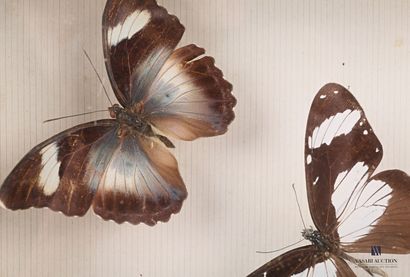 null Glass entomological box containing eleven lepidopterans in a design presentation.

Marked...