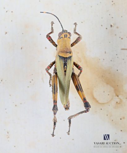 null Boîte entomologique contenant treize insectes dont libellules, criquets et sauterelles

(petits...