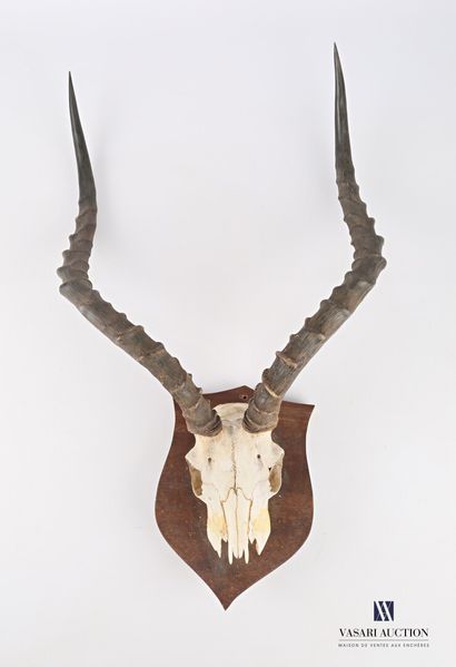 null Massacre d'impala (Aepyceros melampus, non réglementé), sur écusson en bois.

(crâne...