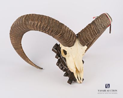 null Crâne de mouflon (Ovis orientalis musimon, non réglementé) sur écusson sculpté....