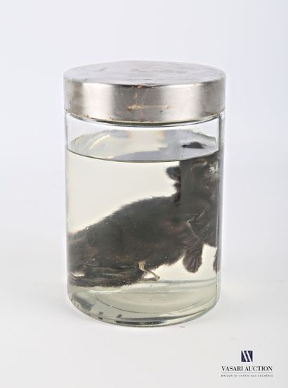 null Chaton (Felis silvestris catus, non réglementé), en conservation humide ( alcool...