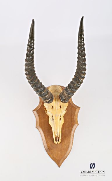 null Crâne de cobe de Buffon (Kobus kob, non réglementé) avec très belle patine présenté...