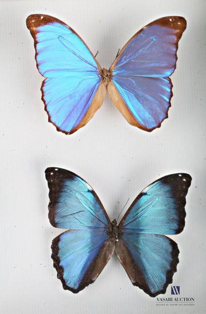 null Entomological box containing four Morpho

Height : 25,5 cm 25,5 cm - Width :...