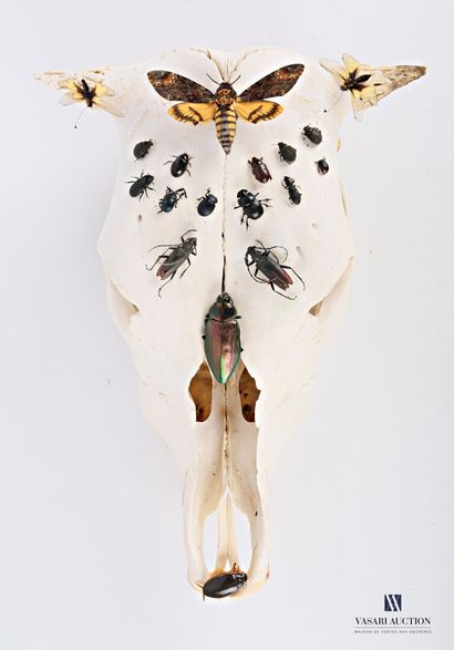 null Crâne de bovidé (Bos raurus, non réglementé) agrémenté d'insectes et d'un sphynx...
