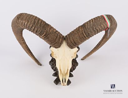 null Crâne de mouflon (Ovis orientalis musimon, non réglementé) sur écusson sculpté....