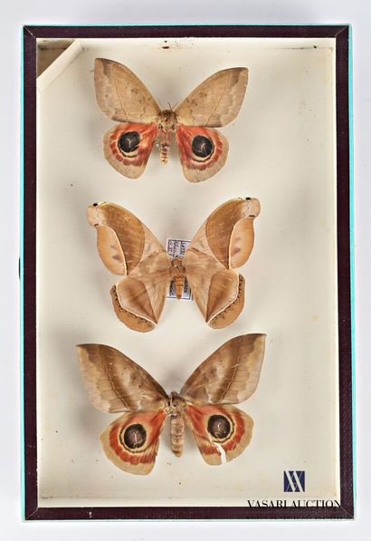 null Box containing three identified and located nocturnal lepidopterans

Height...