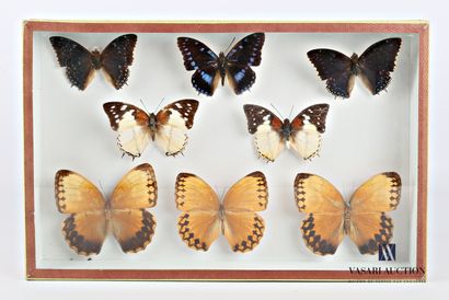null Entomological box containing eight diurnal lepidopterans.

Height : 25,5 cm...