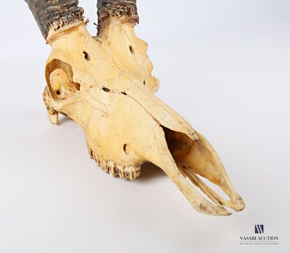 null Crâne d'antilope (Hippotragus equinus, non réglementé) 

(crâne patiné)

Haut....