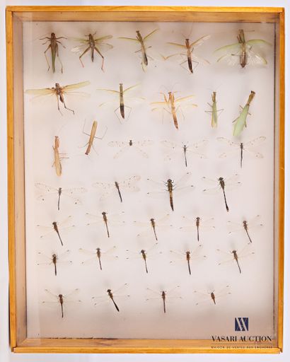 null Boite entomologique contenant trente-trois libellules et sauterelles de différentes...