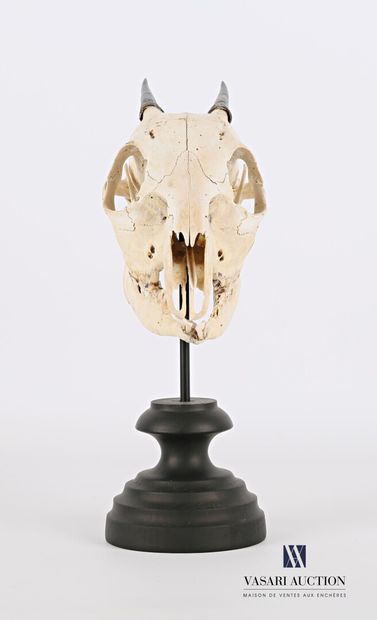 null Crâne de céphalophe à flancs roux (Cephalophus rufilatus, non réglementé) sur...