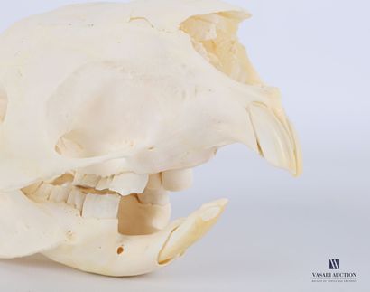 null Crâne de porc-épic (Hystrix cristatta , annexe II)

(machoire désolidarisée)

Haut....