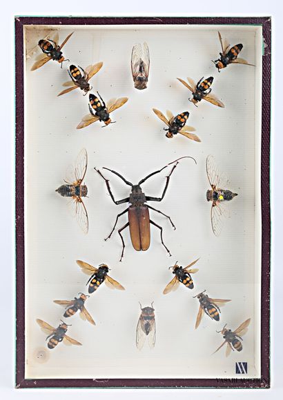 null Boite entomologique contenant dix-sept insectes dont quatre cigales, deux les...