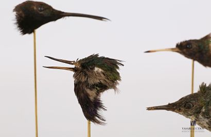 null Quatre têtes de colibri (Trochilidae, non réglementé) présentées dans une vitrine,...