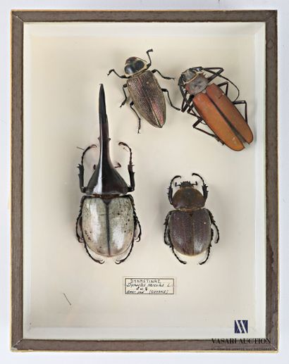 null Boite entomologique présentant un coupe de Dynastes hercules et un couple de...
