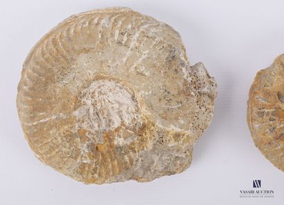 null Ensemble de quatre ammonites fossilisées.

Long. : de 5,5 à 8 cm