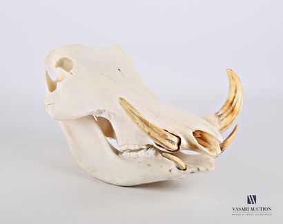 null Crâne complet de phacochère (Phacochoerus africanus, non réglementé)

Haut....