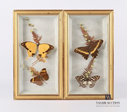 null Set of two glass frames containing four different lepidopterans

Height : 32...
