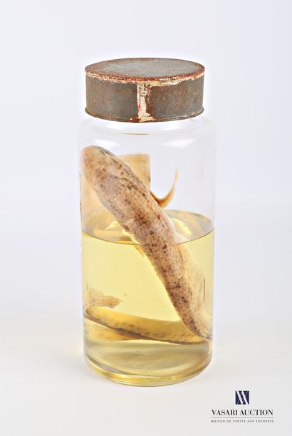 null Roussette (Scyliorhinus canicula, non réglementé) en conservation humide ( alcool...