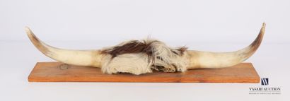 null Frontal de taureau (Bos taurus domesticus, non réglementé) sur plaque en bois.

Haut....