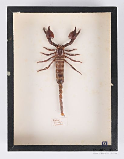 null Boite entomologique présentant un scorpion Pandinus dictator

Haut. : 26 cm...