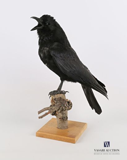 null Corneille noire (Corvus corone, non réglementé) sur socle en bois

Haut. : 40...