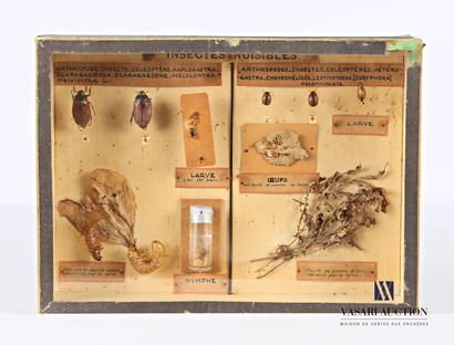null Boite entomologique présentant les insectes nuisibles sous forme diorama.

Haut....