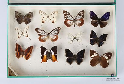 null Entomological box containing twelve lepidopterans

Height : 25,5 cm 25,5 cm...