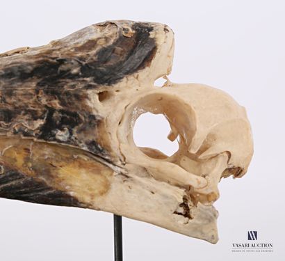 null Couple de crânes de Calao à cuisses blanches (Bycanistes albotibialis, non réglementé)...