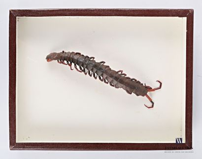 null Boite entomologique présentant un grand scolopendre.

Haut. : 26 cm - Larg....