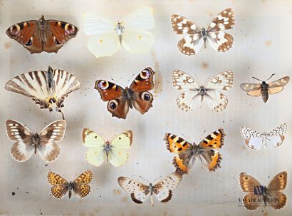 null Lot including three boxes, two containing four lepidopterans and one containing...