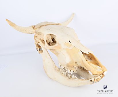 null Crâne d'auroch (Bos primigenius, non réglementé) avec mandibule inférieure.

Haut....