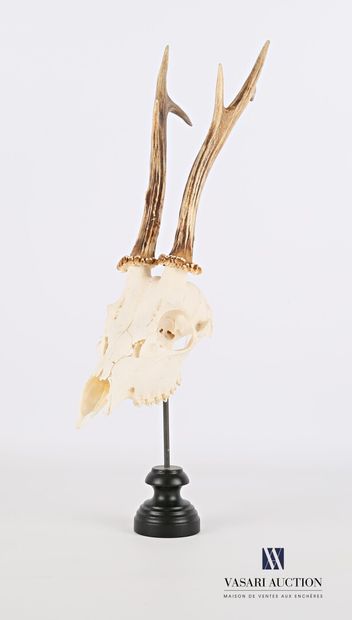 null Crâne de chevreuil (Capreolus capreolus, non réglementé) sur socle en bois tourné...