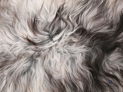 null Peau de mouton islandais (Ovis aries, non réglementé) avec longueur de laine...