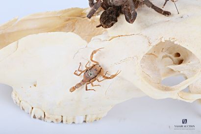 null Crâne d'oryx (Oryx gazella, non réglementé) présentant une mygale et cinq scorpions

(petits...