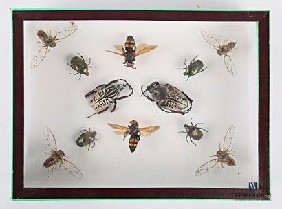 null Boite entomologique présentant une composition d'insectes dont quatre cigales...
